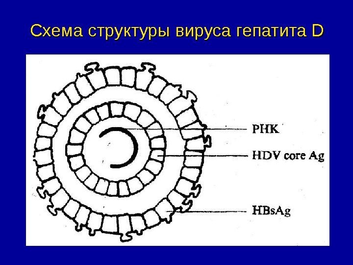   Схема структуры вируса гепатита DD 