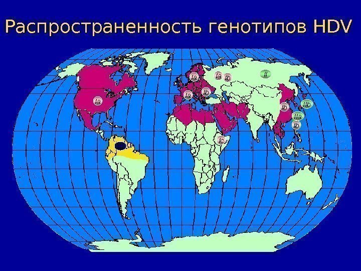   Распространенность генотипов HDVHDV Ia Ia Ia Ib Ib. Ib IIa III Ic