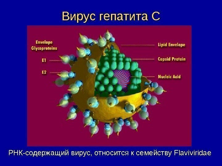   РНК-содержащий  вирус, относится к семейству Flaviviridae. Вирус гепатита С 
