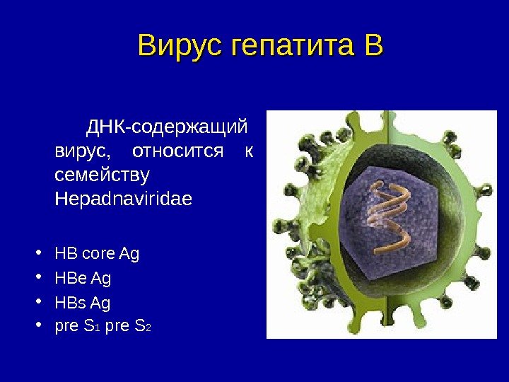   ДНК-содержащий вирус,  относится к семейству Hepadnaviridae • HB core Ag •