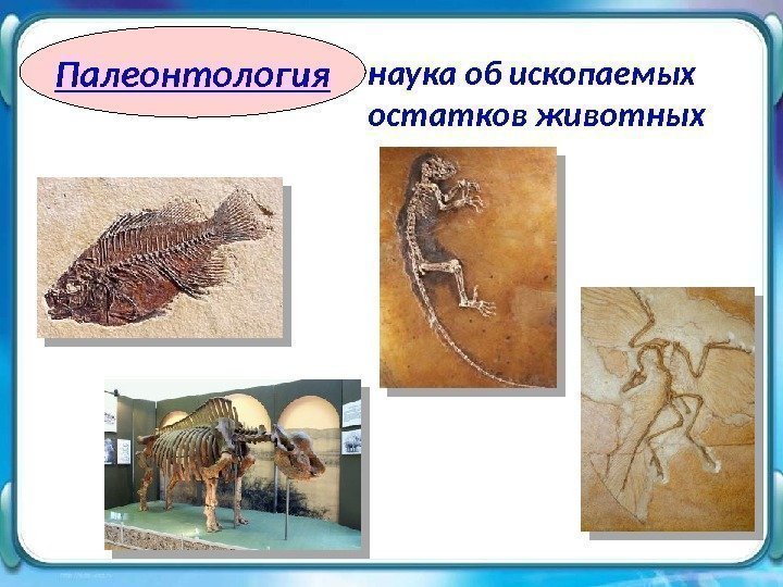 Палеонтология  наука об ископаемых  остатков животных 