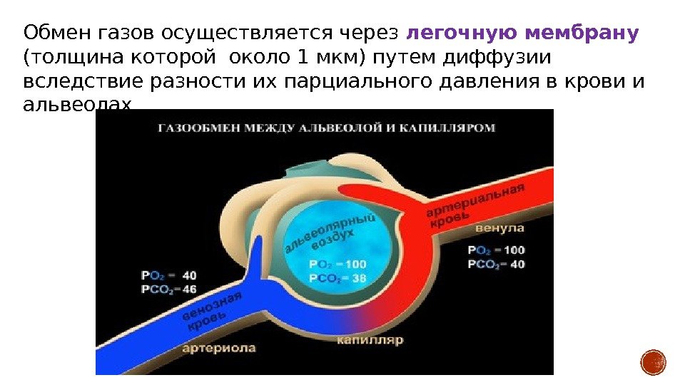 Обмен газов осуществляется через легочную мембрану (толщина которой около 1 мкм) путем диффузии вследствие