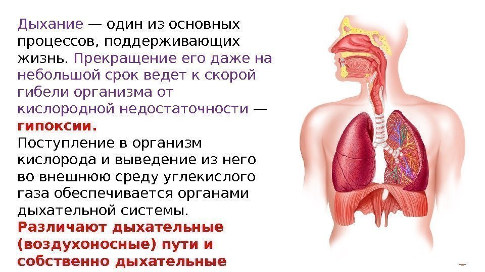 Дыхание — один из основных процессов, поддерживающих жизнь.  Прекращение его даже на небольшой