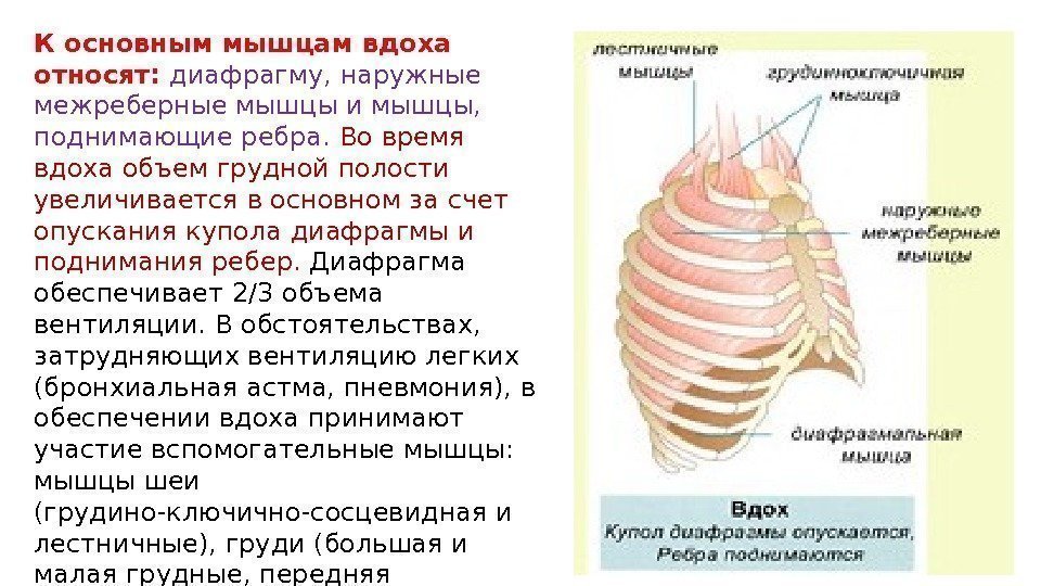 К основным мышцам вдоха относят:  диафрагму, наружные межреберные мышцы и мышцы,  поднимающие