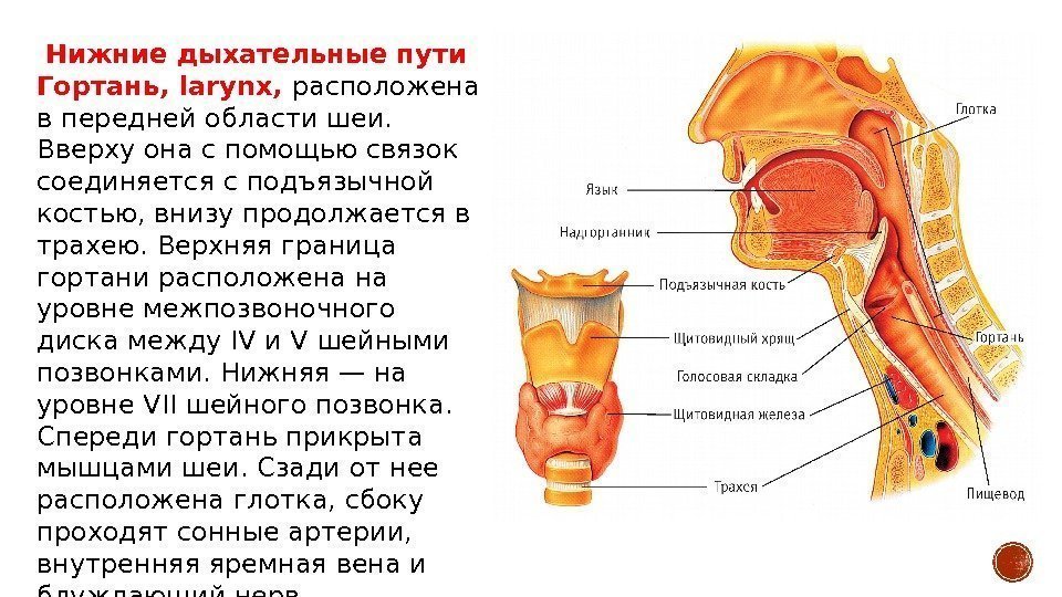 Нижние дыхательные пути Гортань, larynx,  расположена в передней области шеи.  Вверху она
