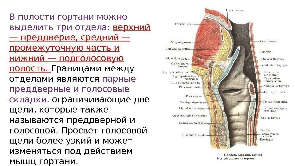 В полости гортани можно выделить три отдела:  верхний — преддверие, средний — промежуточную