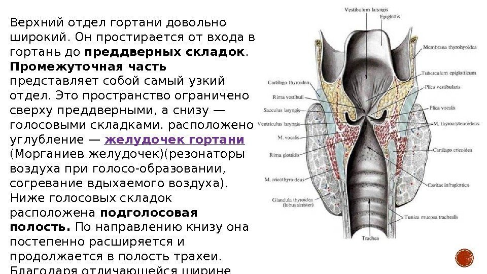 Верхний отдел гортани довольно широкий. Он простирается от входа в гортань до преддверных складок.