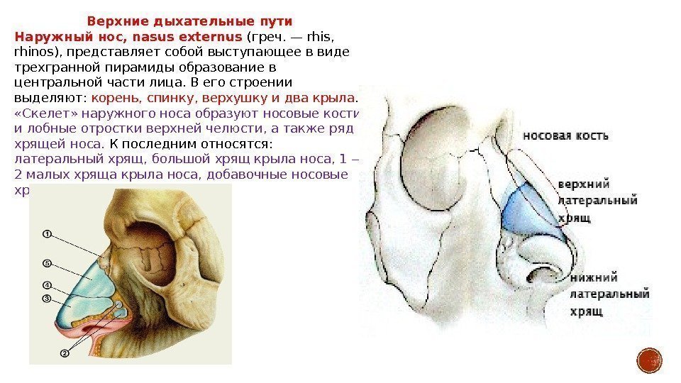 Верхние дыхательные пути Наружный нос, nasus externus (греч. — rhis,  rhinos), представляет собой