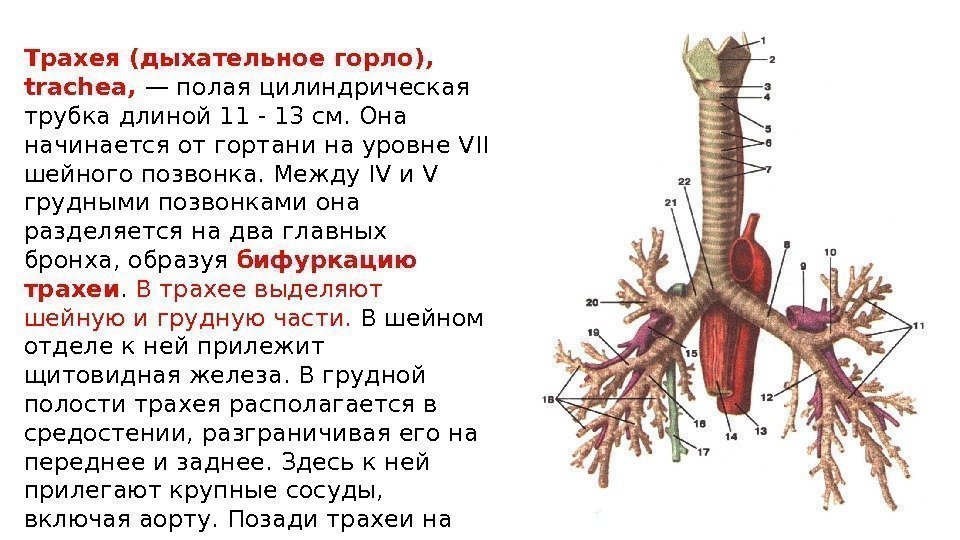 Трахея (дыхательное горло),  trachea,  — полая цилиндрическая трубка длиной 11 - 13