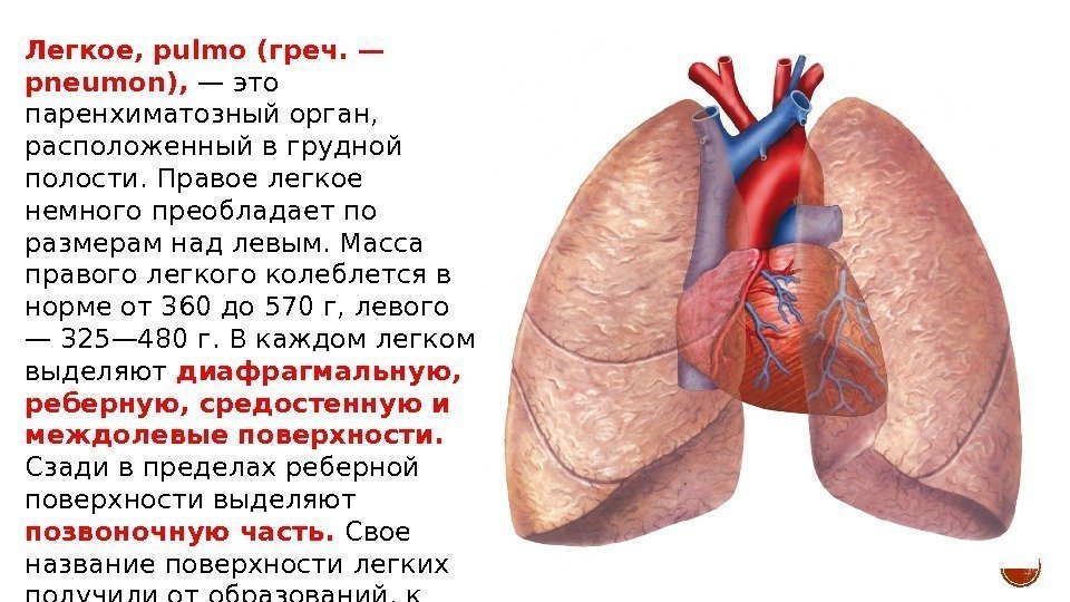 Легкое, pulmo (греч. — pneumon),  — это паренхиматозный орган,  расположенный в грудной