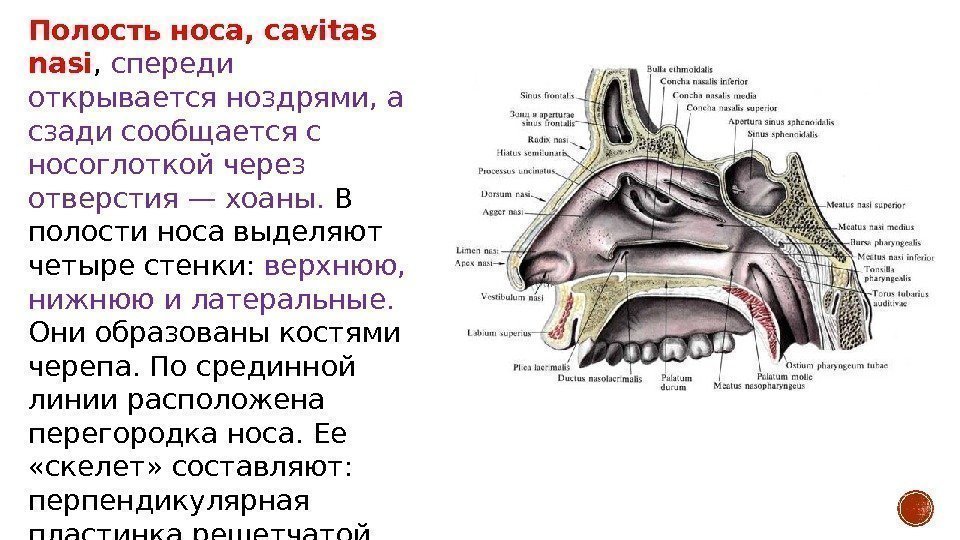 Полость носа, cavitas nasi ,  спереди открывается ноздрями, а сзади сообщается с носоглоткой