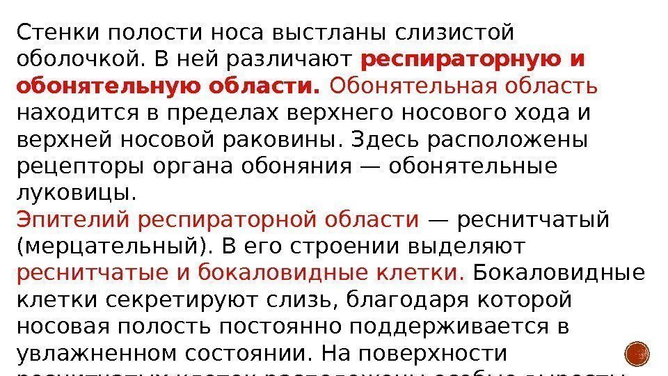 Стенки полости носа выстланы слизистой оболочкой. В ней различают респираторную и обонятельную области. 