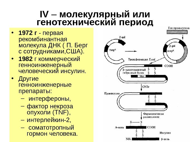 IV – молекулярный или генотехнический  период • 1972 г - первая рекомбинантная молекула