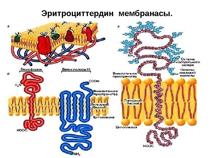  Эритроциттердин мембранасы.  