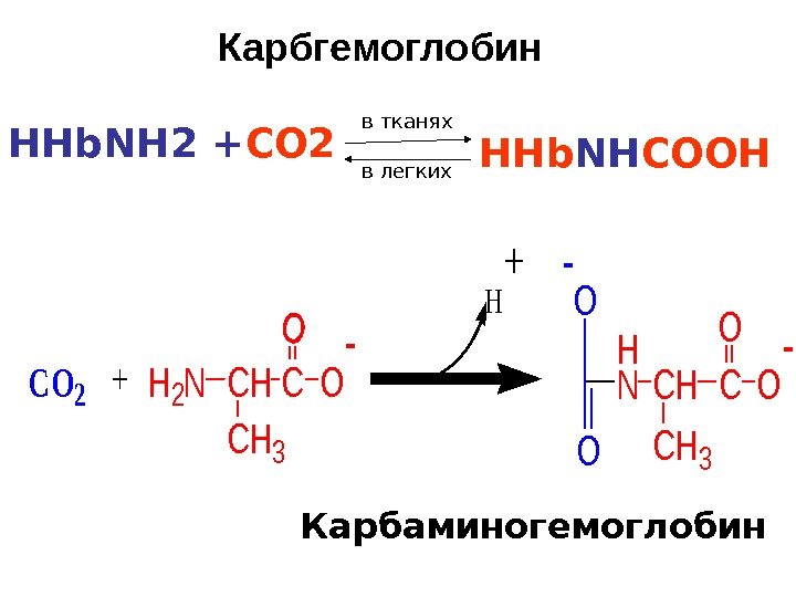 Карбаминогемоглобин. CO 2 +H 2 NCHC CH 3 O - O O H N