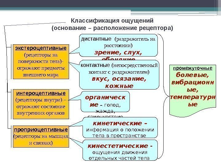 Классификация ощущений (основание – расположение рецептора) экстероцептивные  (рецепторы на поверхности тела)- отражают предметы