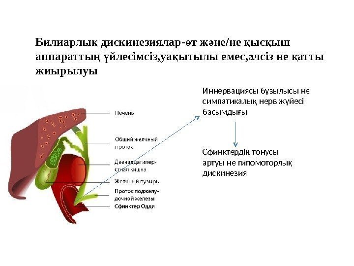 Билиарлы дискинезиялар- т ж не/не ыс ыш қ ө ә қ қ аппаратты 