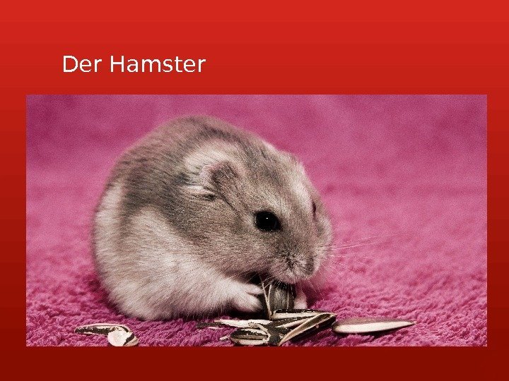 Der Hamster      