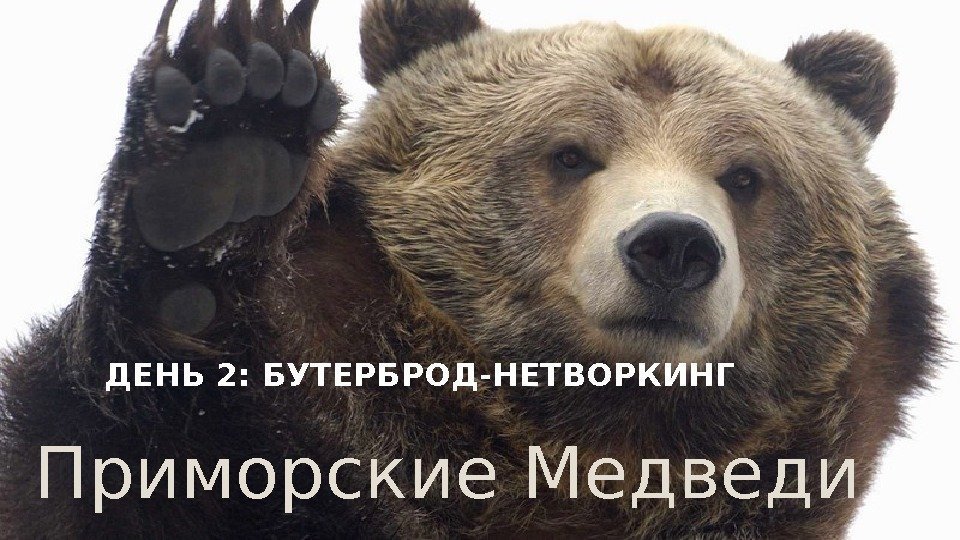 Приморские Медведи ДЕНЬ 2: БУТЕРБРОД-НЕТВОРКИНГ  