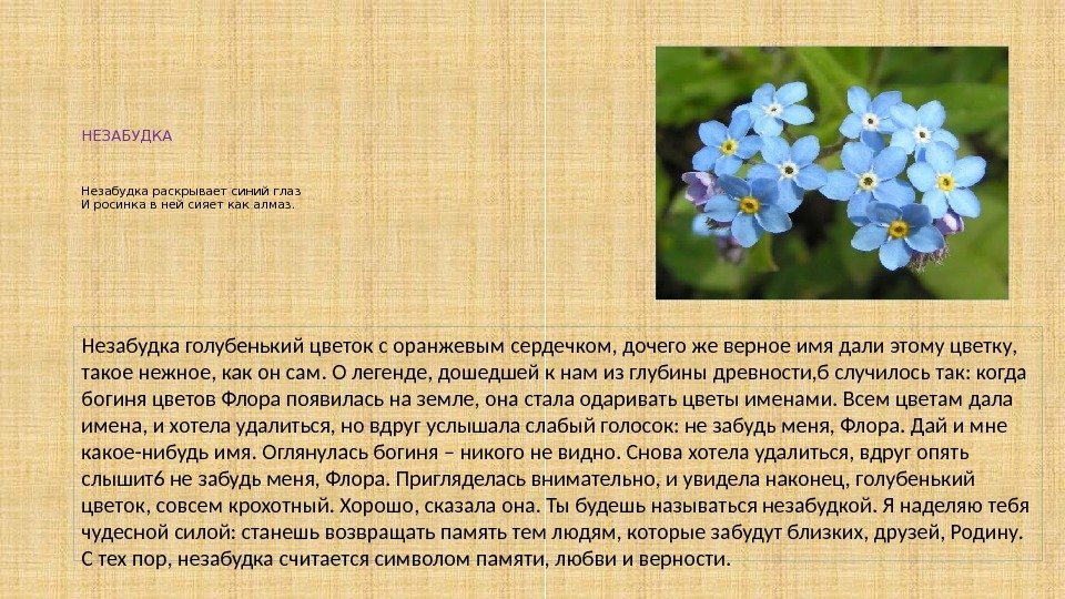 НЕЗАБУДКА Незабудка раскрывает синий глаз И росинка в ней сияет как алмаз. Незабудка голубенький