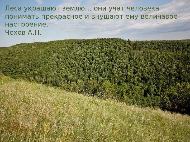 Леса украшают землю… они учат человека понимать прекрасное и внушают ему величавое настроение. Чехов