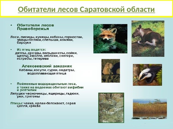 Обитатели лесов Саратовской области 
