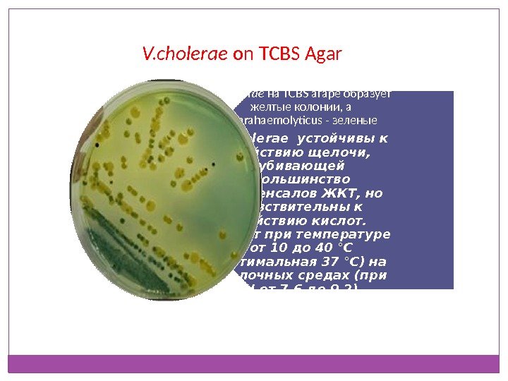 V. cholerae на TCBS агаре образует желтые колонии, а V. parahaemolyticus - зеленые V.