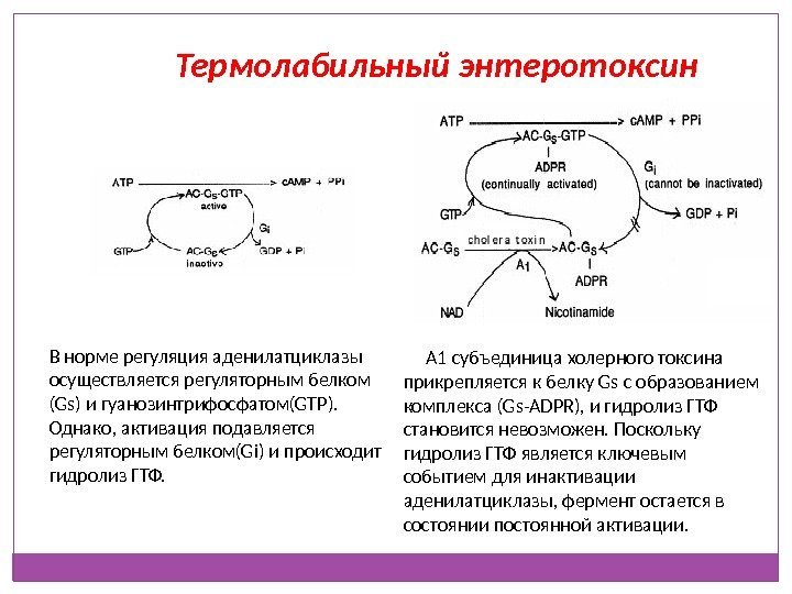 Термолабильный энтеротоксин В норме регуляция аденилатциклазы осуществляется регуляторным белком (Gs) и гуанозинтрифосфатом(GTP).  Однако,