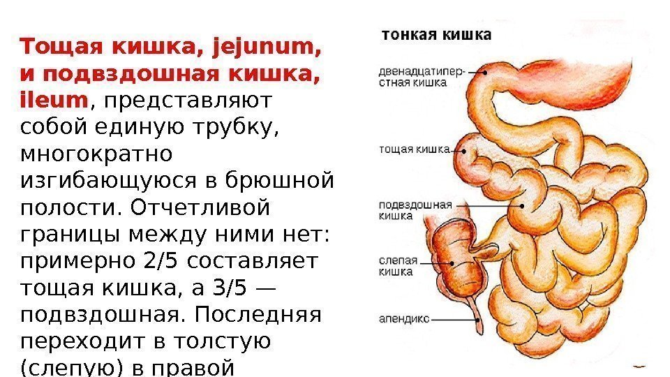 Тромбоз Тощей Кишки Диета