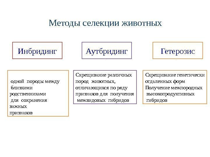 Методы селекции животных Инбридинг Аутбридинг Гетерозис Скрещивание внутри  одной породы между  близкими