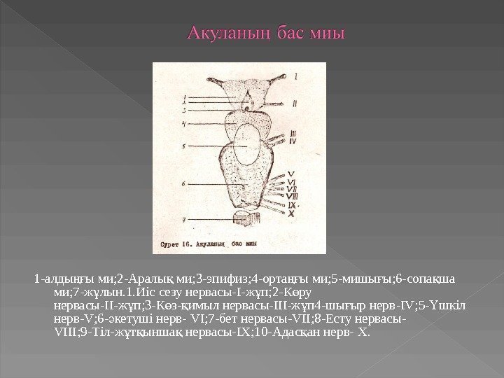 1 -алды ы ми; 2 -Аралы ми; 3 -эпифиз; 4 -орта ы ми; 5