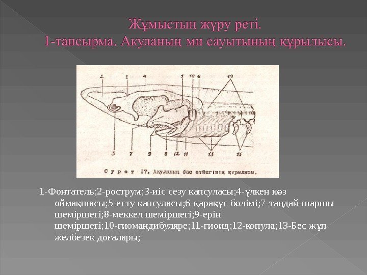 1 -Фонтатель; 2 -рострум; 3 -иіс сезу капсуласы; 4 - лкен к з ү