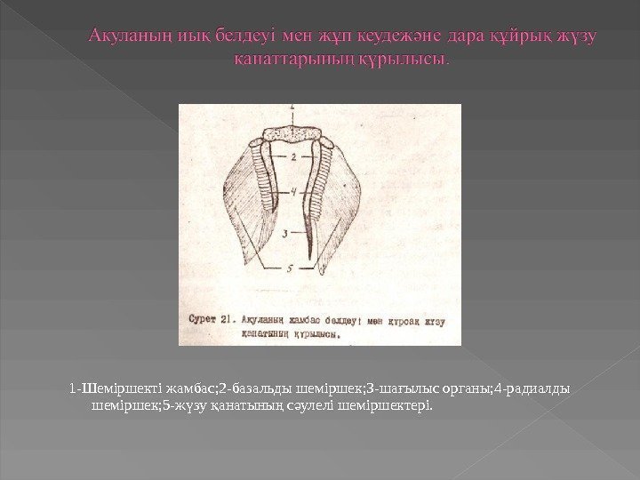 1 -Шеміршекті жамбас; 2 -базальды шеміршек; 3 -ша ылыс органы; 4 -радиалды ғ шеміршек;