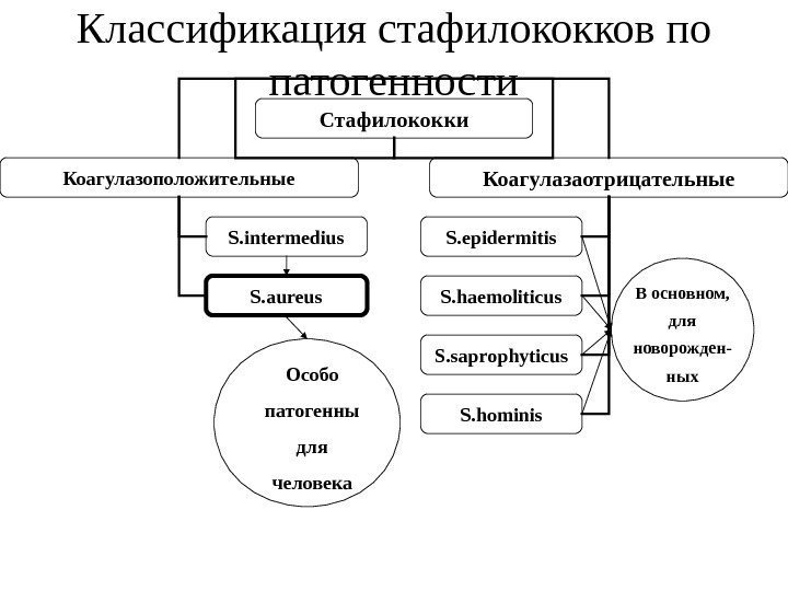 Классификация стафилококков по патогенности Стафилококки Коагулазоположительные Коагулазаотрицательные S. intermedius S. aureus S. epidermitis S.