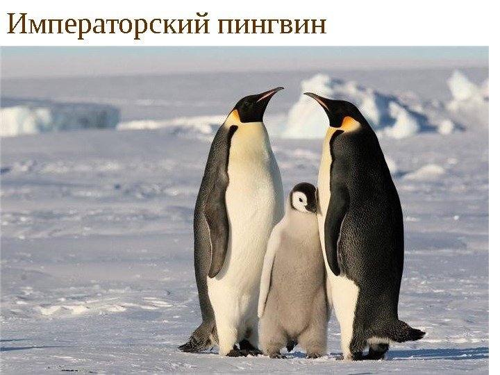 Императорский пингвин 