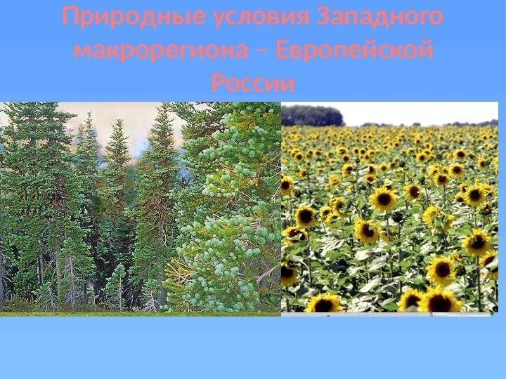 Природные условия Западного макрорегиона – Европейской России Природные условия очень благоприятны для жизни и