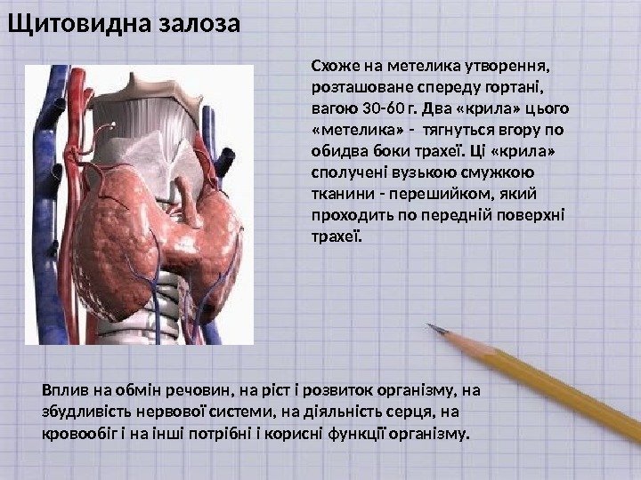 Щитовидна залоза Схоже на метелика утворення,  розташоване спереду гортані,  вагою 30 -60