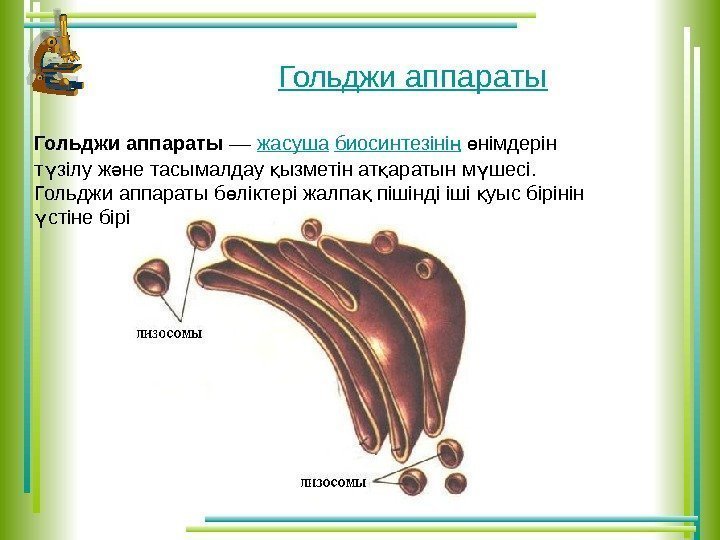 Гольджи аппараты –– жасуша  биосинтезінің  німдерін ө т зілу ж не тасымалдау