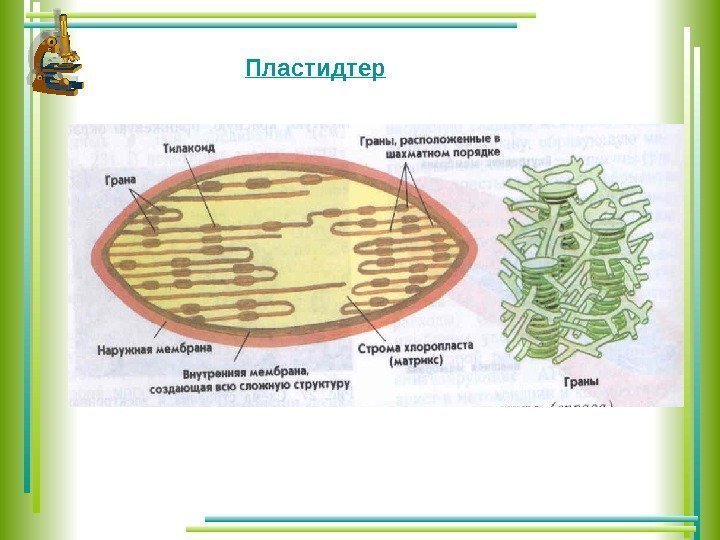 Пластидтер      