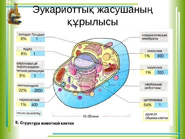 Эукариотты жасушаны қ ң рылысы құ      