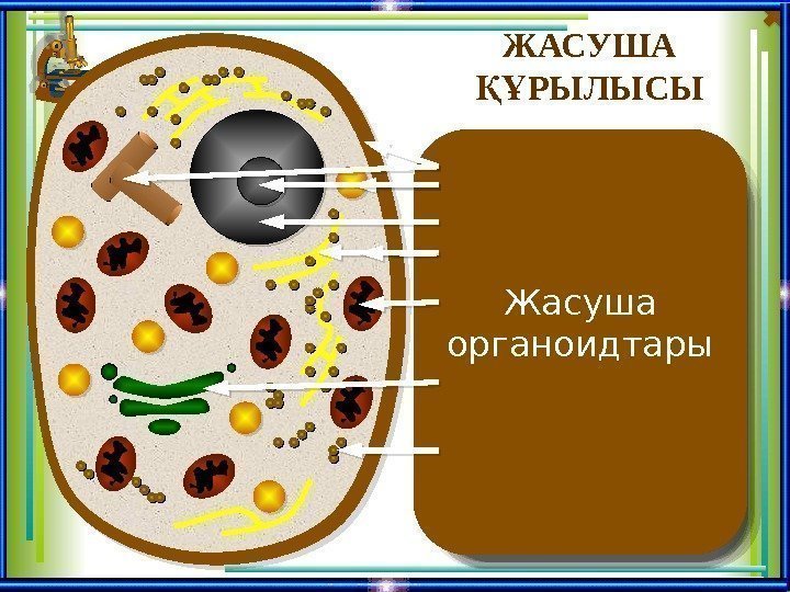 Жасуша мембранасы Жасуша абыр асыны қ ғ ң астында болады. ызметі: Қ Жасуша рамын