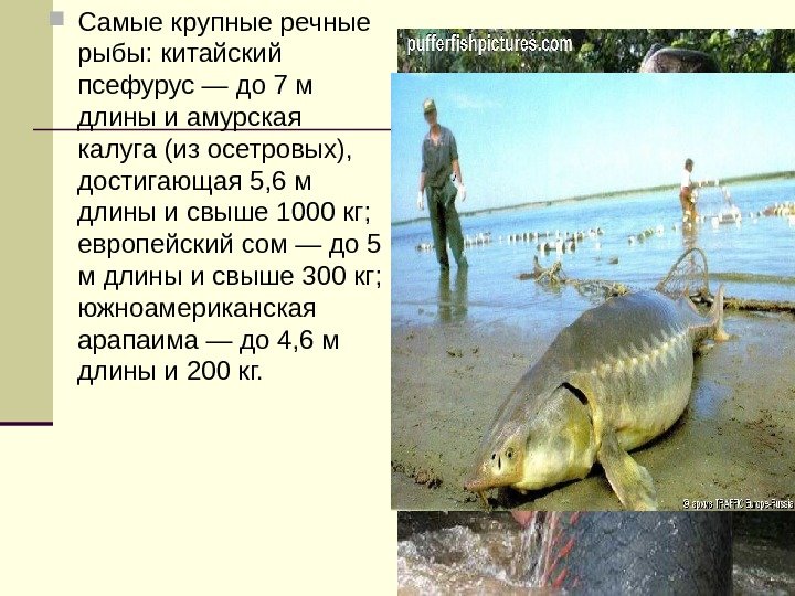  Самые крупные речные рыбы: китайский псефурус — до 7 м длины и амурская