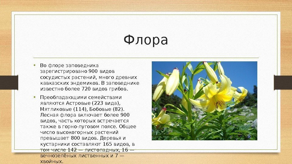 Флора • Во флоре заповедника зарегистрировано 900 видов сосудистых растений, много древних кавказских эндемиков.