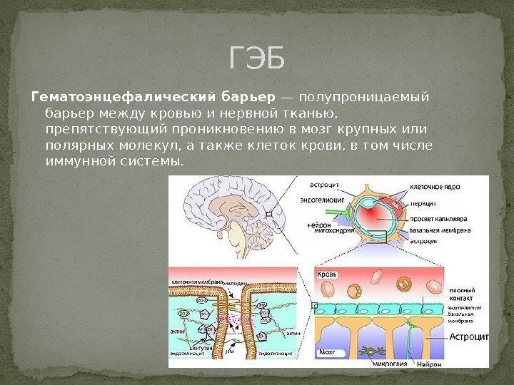 ГЭБ Гематоэнцефалический барьер — полупроницаемый барьер между кровью и нервной тканью,  препятствующий проникновению