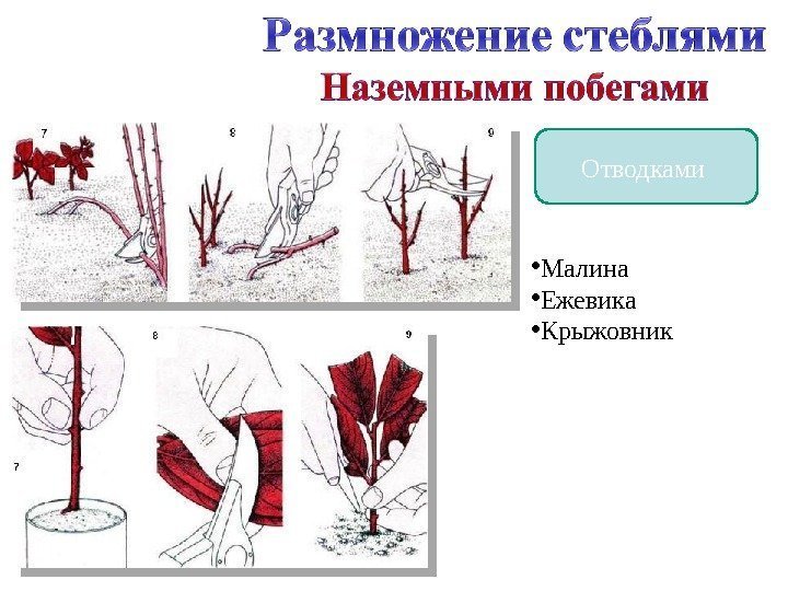 Отводками  • Малина • Ежевика • Крыжовник  