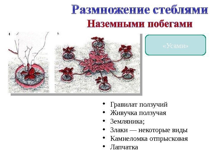  «Усами»  • Гравилат ползучий • Живучка ползучая • Земляника;  • Злаки