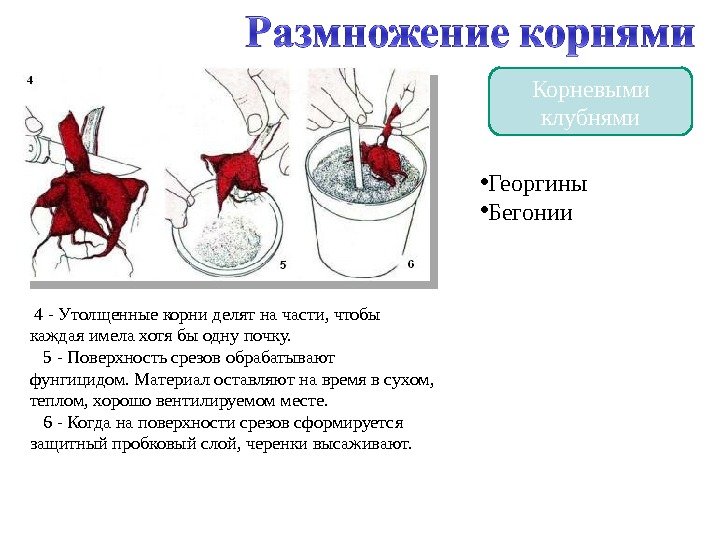 Корневыми клубнями  4 - Утолщенные корни делят на части, чтобы каждая имела хотя