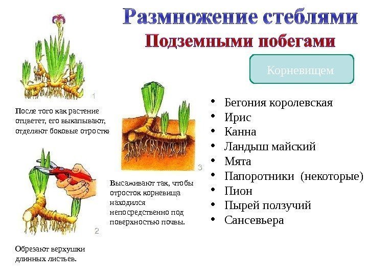 Корневищем После того как растение отцветет, его выкапывают,  отделяют боковые отростки. Обрезают верхушки