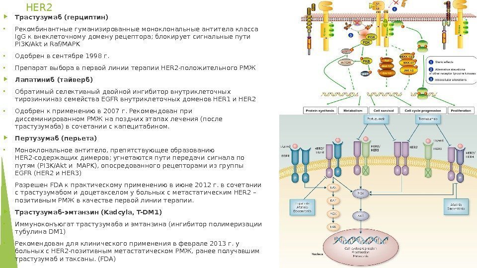 HER 2 Трастузумаб (герциптин) • Рекомбинантные гуманизированные моноклональные антитела класса Ig. G к внеклеточному