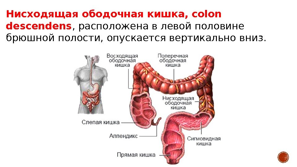 Нисходящая ободочная кишка, colon descendens , расположена в левой половине брюшной полости, опускается вертикально